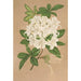 Riproduzione del dipinto Azalea sinensis var Albiflora - Charles Antoine Lemaire