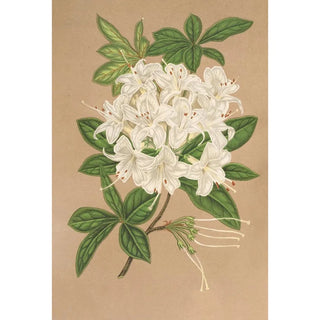 Charles Antoine Lemaire - Azalea sinensis var Albiflora.webp