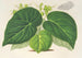 Begonia imperialis var. smaragdina - Charles Antoine Lemaire — vista dell’opera