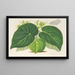 Begonia imperialis var. smaragdina - Charles Antoine Lemaire — quadro incorniciato alla parete
