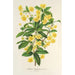 Berberis Hookerii - Charles Antoine Lemaire — vista dell’opera