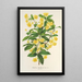 Berberis Hookerii - Charles Antoine Lemaire — quadro incorniciato alla parete