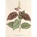 Riproduzione del dipinto Bignonia argyreoviolascens - Charles Antoine Lemaire