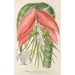 Riproduzione del dipinto Billbergia Baraquiniana - Charles Antoine Lemaire