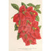 Bougainvillea spectabilis - Charles Antoine Lemaire — vista dell’opera