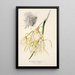 Riproduzione del dipinto Brassavola fragrans - Charles Antoine Lemaire