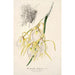 Riproduzione del dipinto Brassavola fragrans - Charles Antoine Lemaire