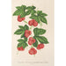 Riproduzione del dipinto Bryonopsis laciniata var erythrocarpa - Charles Antoine Lemaire