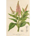 Buddleia curviflora - Charles Antoine Lemaire — vista dell’opera