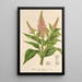 Buddleia curviflora - Charles Antoine Lemaire — quadro incorniciato alla parete