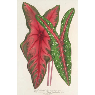 Charles Antoine Lemaire - Caladium Baraquinii Troubetzkoy.webp