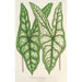 Caladium Belleymei - Charles Antoine Lemaire — vista dell’opera