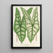 Caladium Belleymei - Charles Antoine Lemaire — quadro incorniciato alla parete