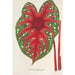 Riproduzione del dipinto Caladium Duc Adolphe de Nassau - Charles Antoine Lemaire
