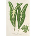 Caladium Lemaireanum - Charles Antoine Lemaire — vista dell’opera
