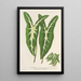 Caladium Lemaireanum - Charles Antoine Lemaire — quadro incorniciato alla parete