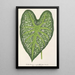 Caladium mirabile - Charles Antoine Lemaire — quadro incorniciato alla parete