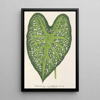 Charles Antoine Lemaire - Caladium mirabile.webp