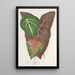 Riproduzione del dipinto Caladium varits - Charles Antoine Lemaire