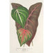 Riproduzione del dipinto Caladium varits - Charles Antoine Lemaire