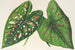 Caladium, nuove varietà o specie di - Charles Antoine Lemaire — vista dell’opera