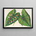 Caladium, nuove varietà o specie di - Charles Antoine Lemaire — quadro incorniciato alla parete
