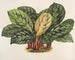 Calathea Maranta geroglifico - Charles Antoine Lemaire — vista dell’opera