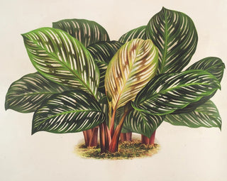 Charles Antoine Lemaire - Calathea Maranta hieroglyphica.webp