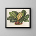 Calathea Maranta geroglifico - Charles Antoine Lemaire — quadro incorniciato alla parete