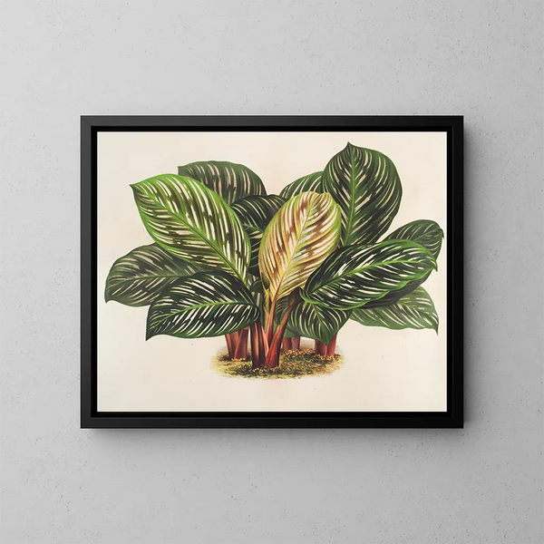 Calathea Maranta geroglifico - Charles Antoine Lemaire — quadro incorniciato alla parete
