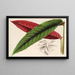 Calathea Maranta nigrocostata - Charles Antoine Lemaire — quadro incorniciato alla parete