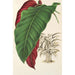 Calathea arrecta - Charles Antoine Lemaire — vista dell’opera