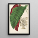 Calathea arrecta - Charles Antoine Lemaire — quadro incorniciato alla parete