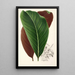 Calathea pacifica - Charles Antoine Lemaire — vista dell’opera