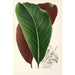 Calathea pacifica - Charles Antoine Lemaire — quadro incorniciato alla parete