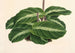 Calathea undulata - Charles Antoine Lemaire — vista dell’opera