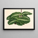 Calathea undulata - Charles Antoine Lemaire — quadro incorniciato alla parete