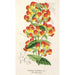 Riproduzione del dipinto Calceolaria pisacomensis - Charles Antoine Lemaire