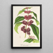 Riproduzione del dipinto Callicarpa purpurea - Charles Antoine Lemaire
