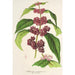 Riproduzione del dipinto Callicarpa purpurea - Charles Antoine Lemaire