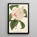 Riproduzione del dipinto Camellia Angelo Cocchi - Charles Antoine Lemaire