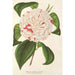 Riproduzione del dipinto Camellia Angelo Cocchi - Charles Antoine Lemaire
