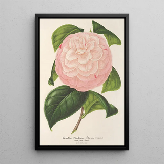 Charles Antoine Lemaire - Camellia Archiduc tienne.webp