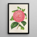 Camellia Baron de Vrière - Charles Antoine Lemaire — quadro incorniciato alla parete