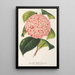 Camellia Bella Romana - Charles Antoine Lemaire — quadro incorniciato alla parete