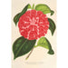 Riproduzione del dipinto Camellia Cariotta Peloso ibrido - Charles Antoine Lemaire