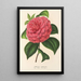 Camellia Clodia - Charles Antoine Lemaire — quadro incorniciato alla parete