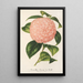 Riproduzione del dipinto Camellia Comte de Toll - Charles Antoine Lemaire