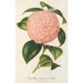 Riproduzione del dipinto Camellia Comte de Toll - Charles Antoine Lemaire