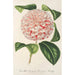 Riproduzione del dipinto Camellia Contessa Lavinia Maggi - Charles Antoine Lemaire